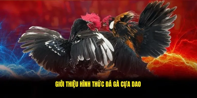 Giới thiệu đá gà cựa dao 789P