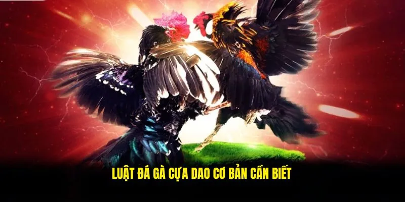 Luật đá gà cựa dao cơ bản nhất bạn cần biết