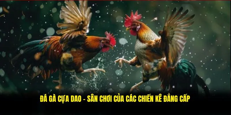 Đá gà cựa dao 789P